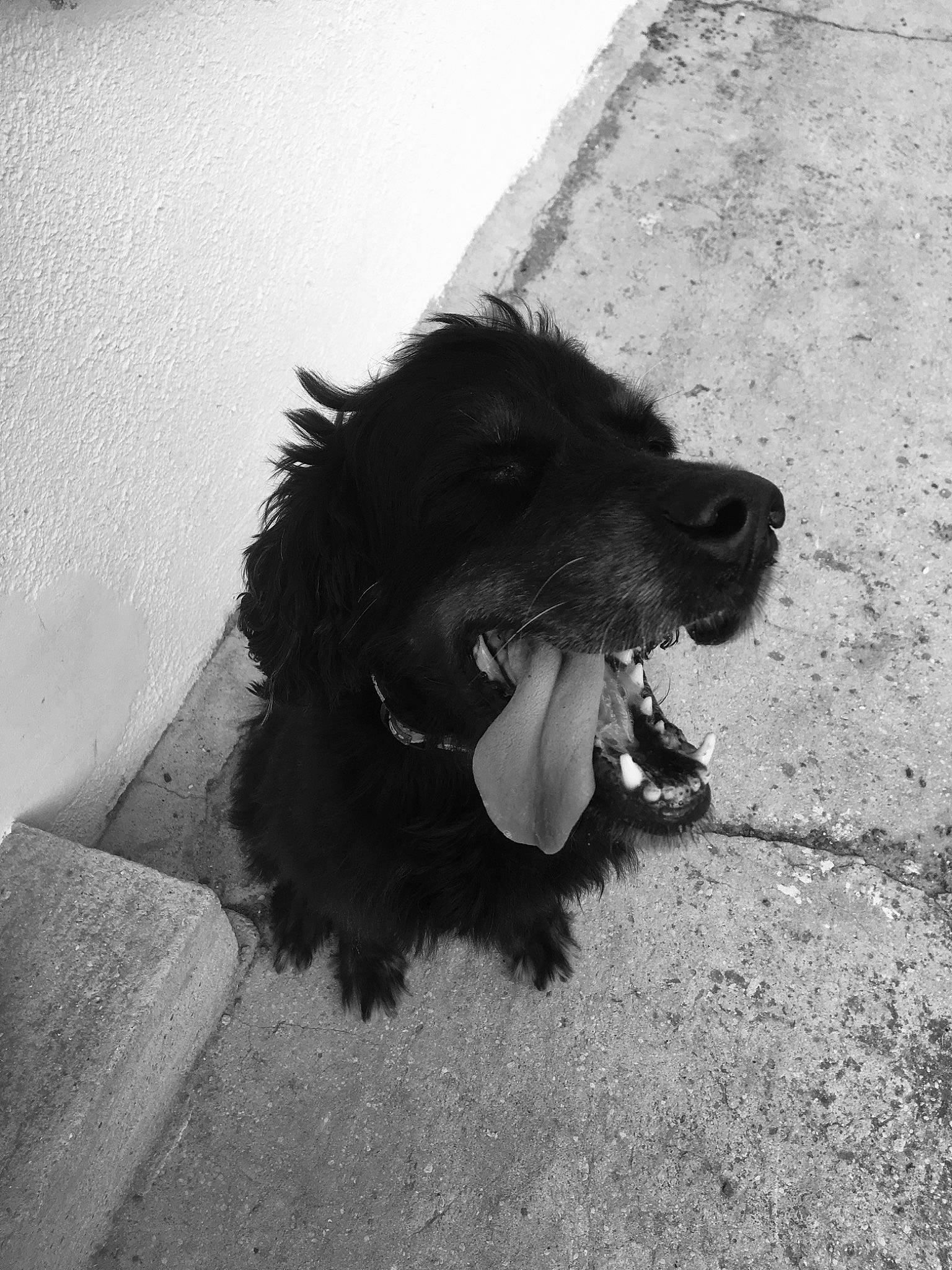 Fanny participe au concours pour gagner de l'argent avec cette photo : black, black_and_white, canidae, carnivore, dog, dog_breed, fur, monochrome, monochrome_photography, nose, snout, sporting_group, street_dog, style