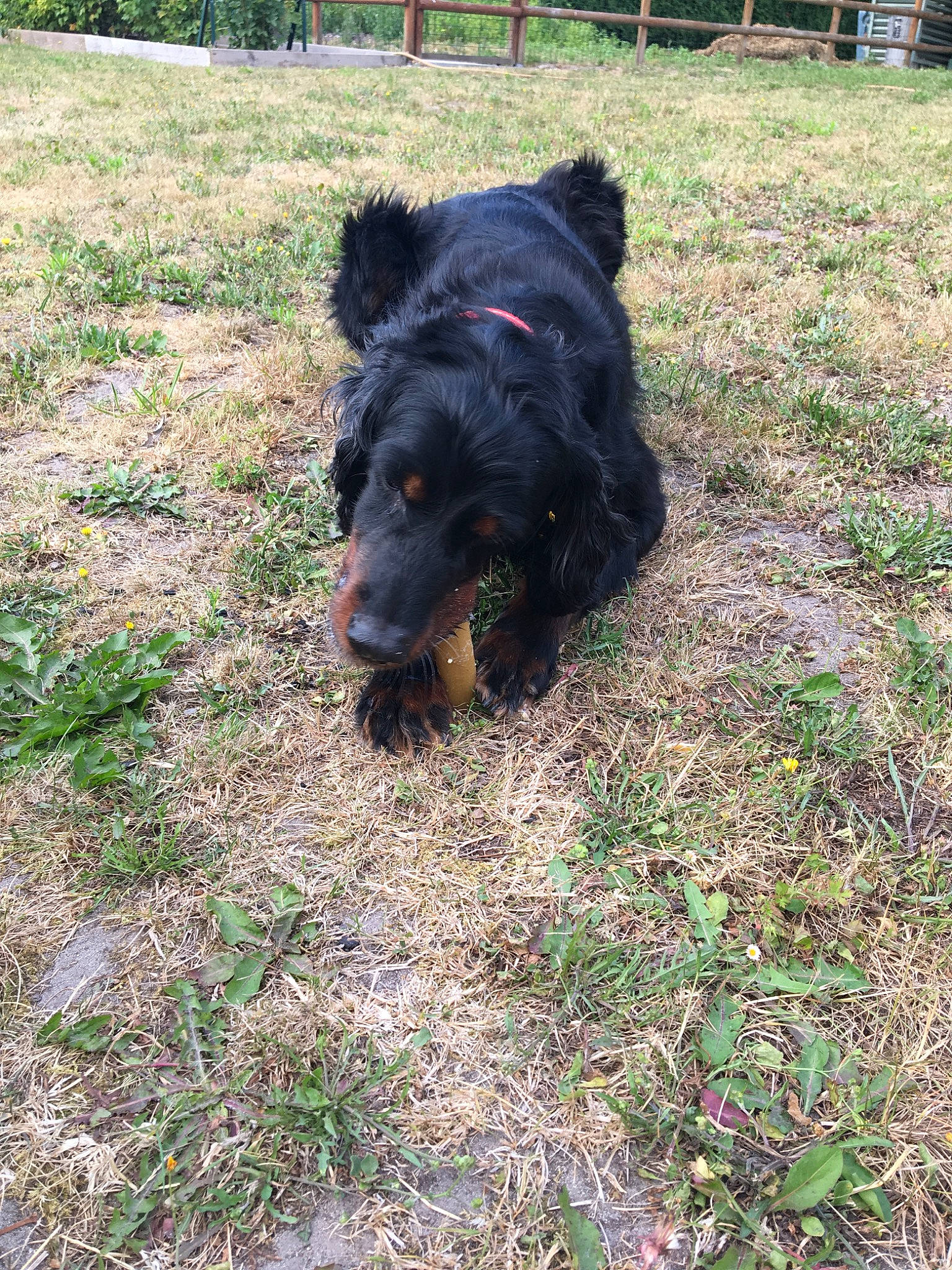 Fanny a rejoint le concours — aidez-le/la à gagner de superbes lots ! canidae, carnivore, companion_dog, dog, dog_breed, gordon_setter, grass, hunting_dog, mammal, sporting_group, terrier, vertebrate