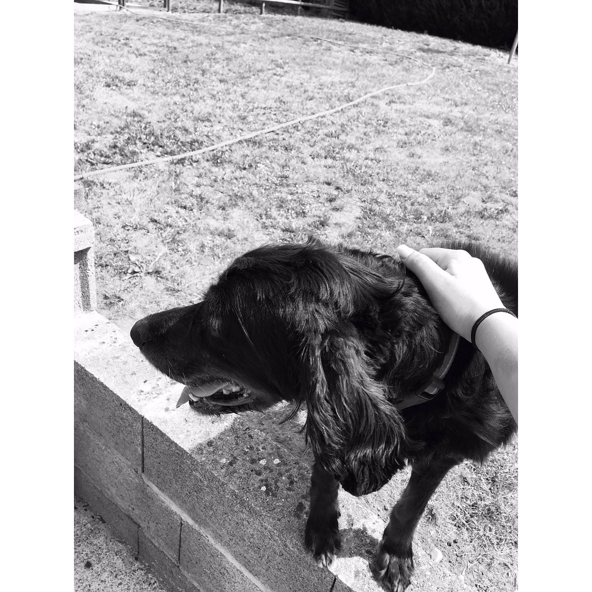 Fanny participe au concours pour gagner de l'argent avec cette photo : black, black_and_white, canidae, carnivore, companion_dog, dog, dog_breed, labrador_retriever, mammal, monochrome_photography, nose, photography, puppy, retriever, snapshot, snout, spaniel, sporting_group, vertebrate