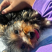 Lena is registered to the contest to win money with this photo: dog, puppy, tongue_out, close_up, hand, fur, playful, pet, animal, cute, sleeping, relaxed, indoor, purple_sleeve, small_dog, sunlight, cozy, black_fur, brown_fur, pet_owner