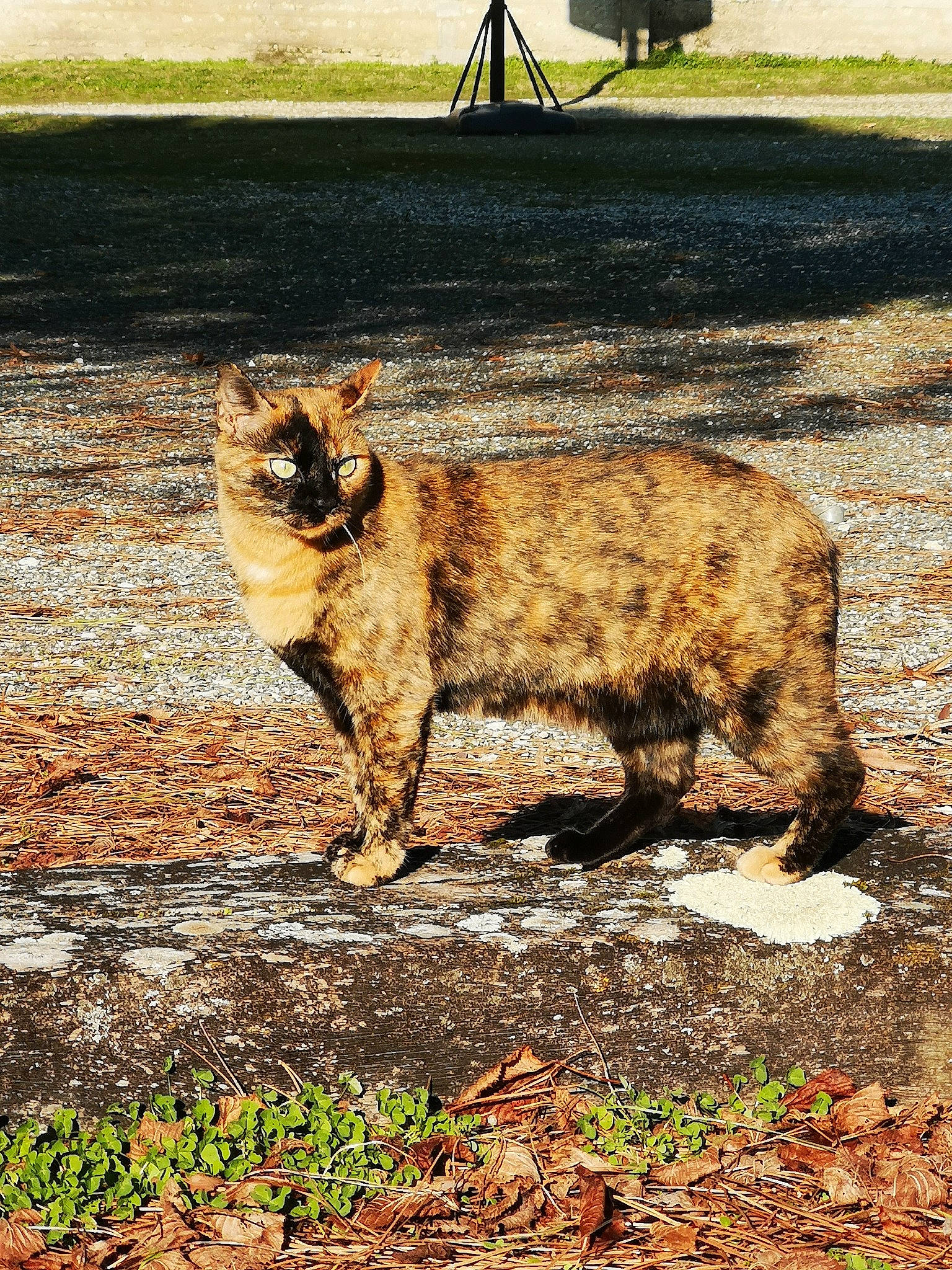 Tornade participe au concours pour gagner de l'argent avec cette photo : carnivore, cat, fawn, felidae, fur, grass, leaf, lynx, outdoor_furniture, plant, road_surface, shade, shadow, small_to_medium_sized_cats, snout, soil, tail, terrestrial_animal, tints_and_shades, whiskers