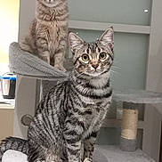 Adam Et Aya participe au concours pour gagner de l'argent avec cette photo : cat, cats, cat_tree, indoor, pet, feline, tabby_cat, kitten, fur, whiskers, ears, eyes, perched, multi_level, gray, playful, curious, domestic_animal, animal, household