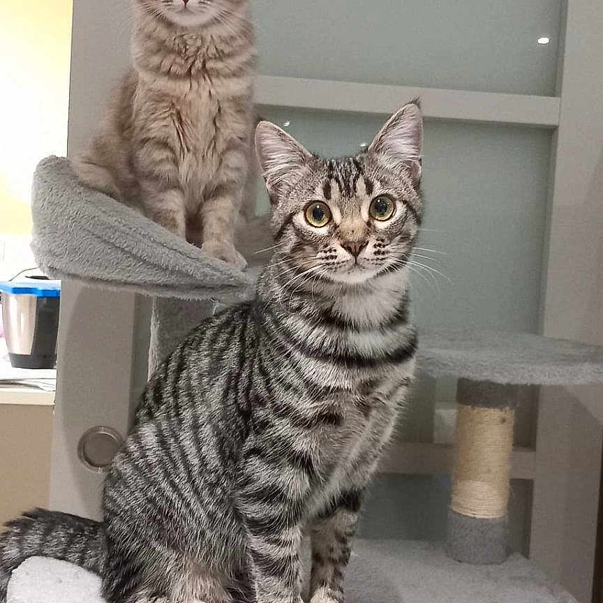 Adam Et Aya participe au concours pour gagner de l'argent avec cette photo : animal, cat, cat_tree, cats, curious, domestic_animal, ears, eyes, feline, fur, gray, household, indoor, kitten, multi_level, perched, pet, playful, tabby_cat, whiskers