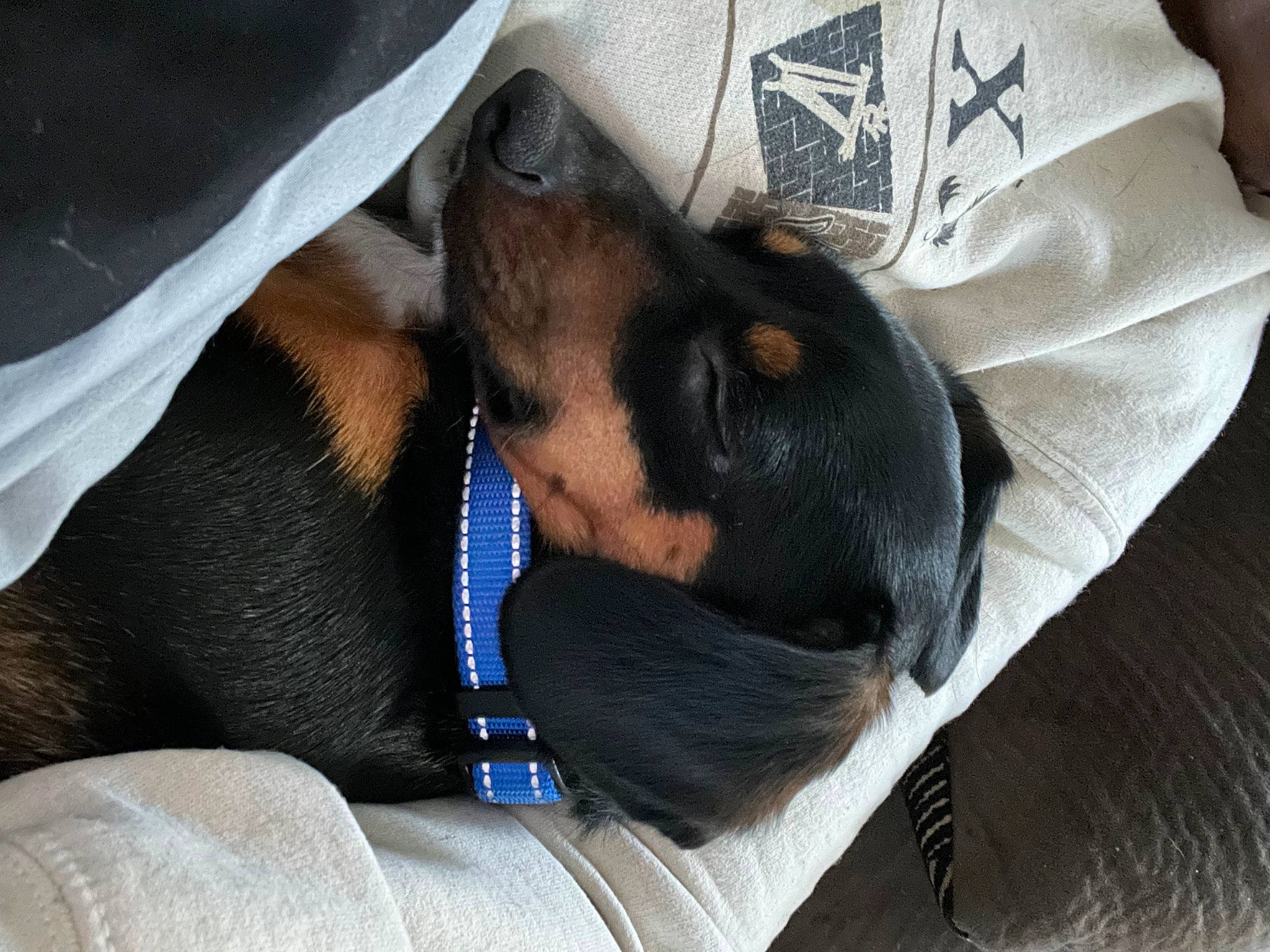 Chili is registered to the contest to win money with this photo: canidae, carnivore, comfort, companion_dog, dog, dog_breed, ear, fawn, fur, guard_dog, montenegrin_mountain_hound, nap, paw, pinscher, prazsky_krysarik, snout, sporting_group, toy_dog, whiskers, working_animal