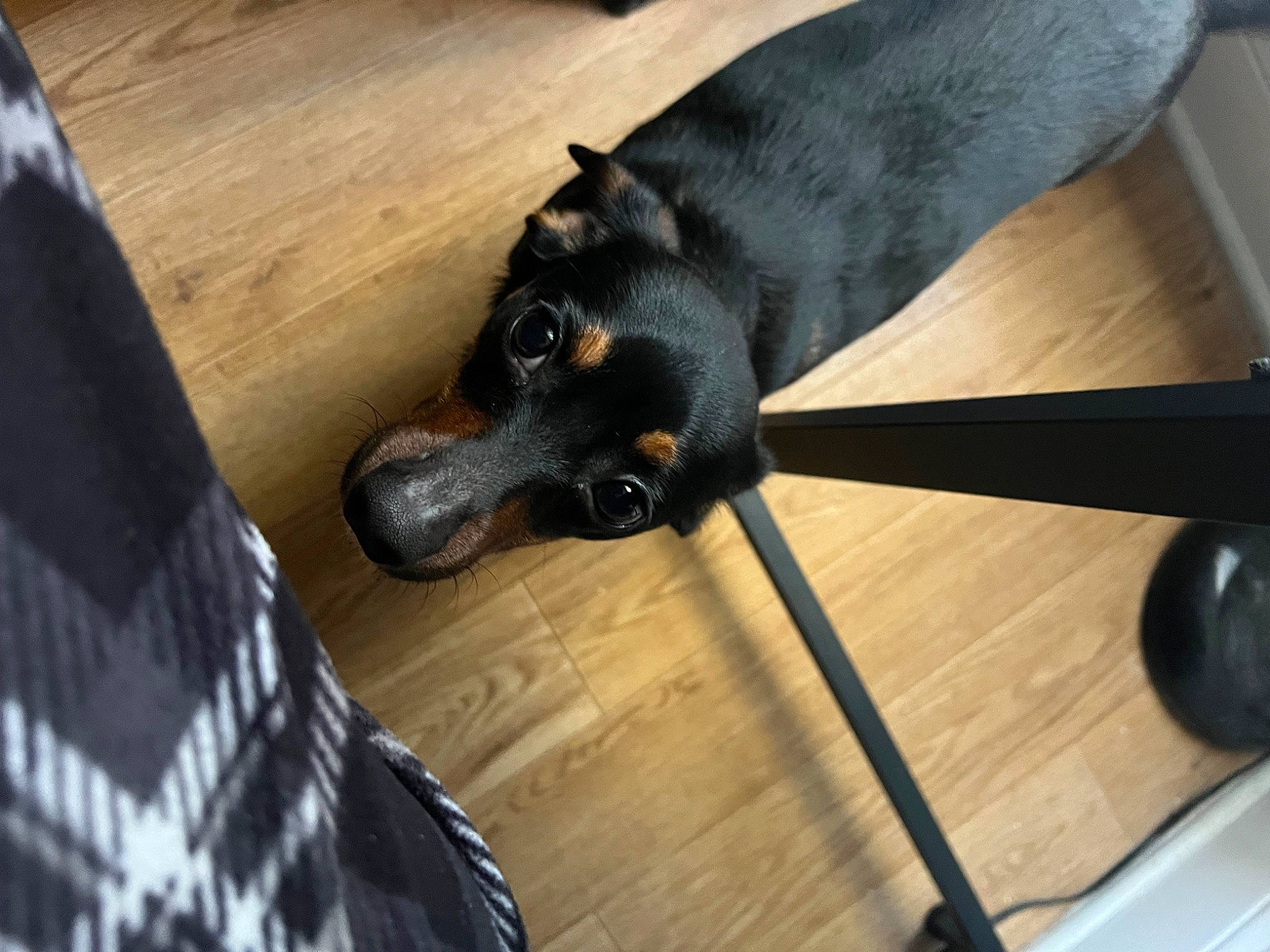 Chili is registered to the contest to win money with this photo: automotive_tire, canidae, carnivore, comfort, companion_dog, dobermann, dog, dog_breed, flooring, fur, guard_dog, hardwood, sporting_group, terrestrial_animal, wood, working_animal