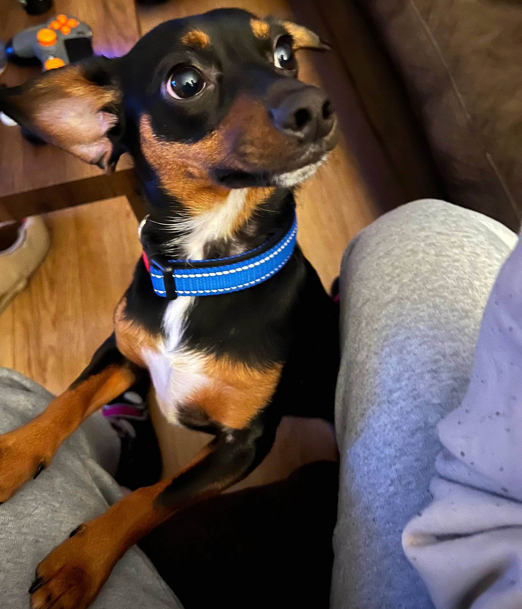 Chili joined the competition — help win amazing prizes! canidae, car_seat_cover, carnivore, collar, comfort, companion_dog, dog, dog_breed, dog_clothes, dog_collar, dog_supply, fawn, hound, snout, sporting_group, strap, toy_dog, whiskers, working_animal, working_dog