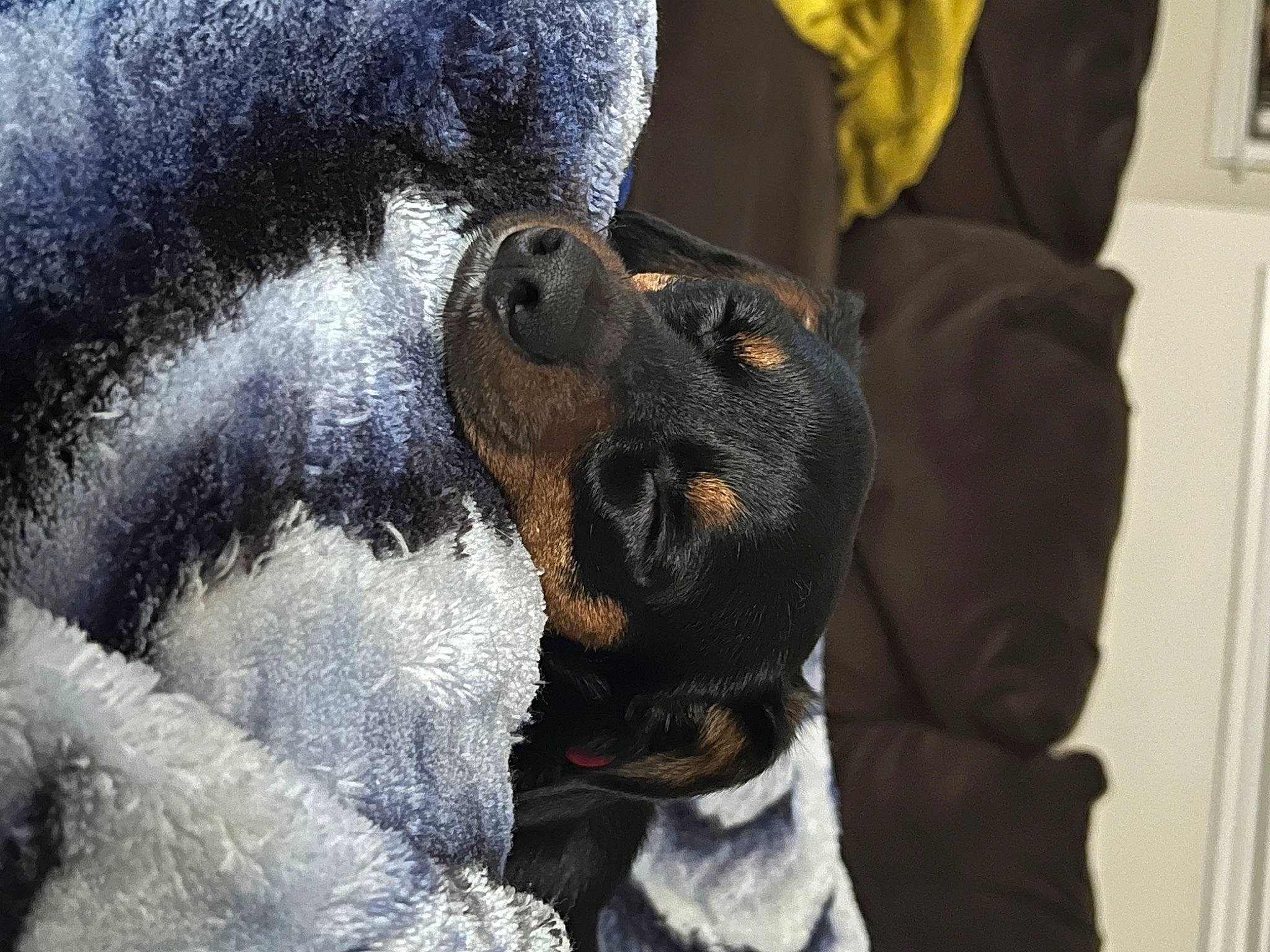 Chili joined the competition — help win amazing prizes! bow_tie, canidae, carnivore, claw, collar, companion_dog, dog, dog_breed, dog_collar, fur, gesture, giant_dog_breed, guard_dog, non_sporting_group, paw, terrestrial_animal, toy_dog, whiskers, working_animal, working_dog