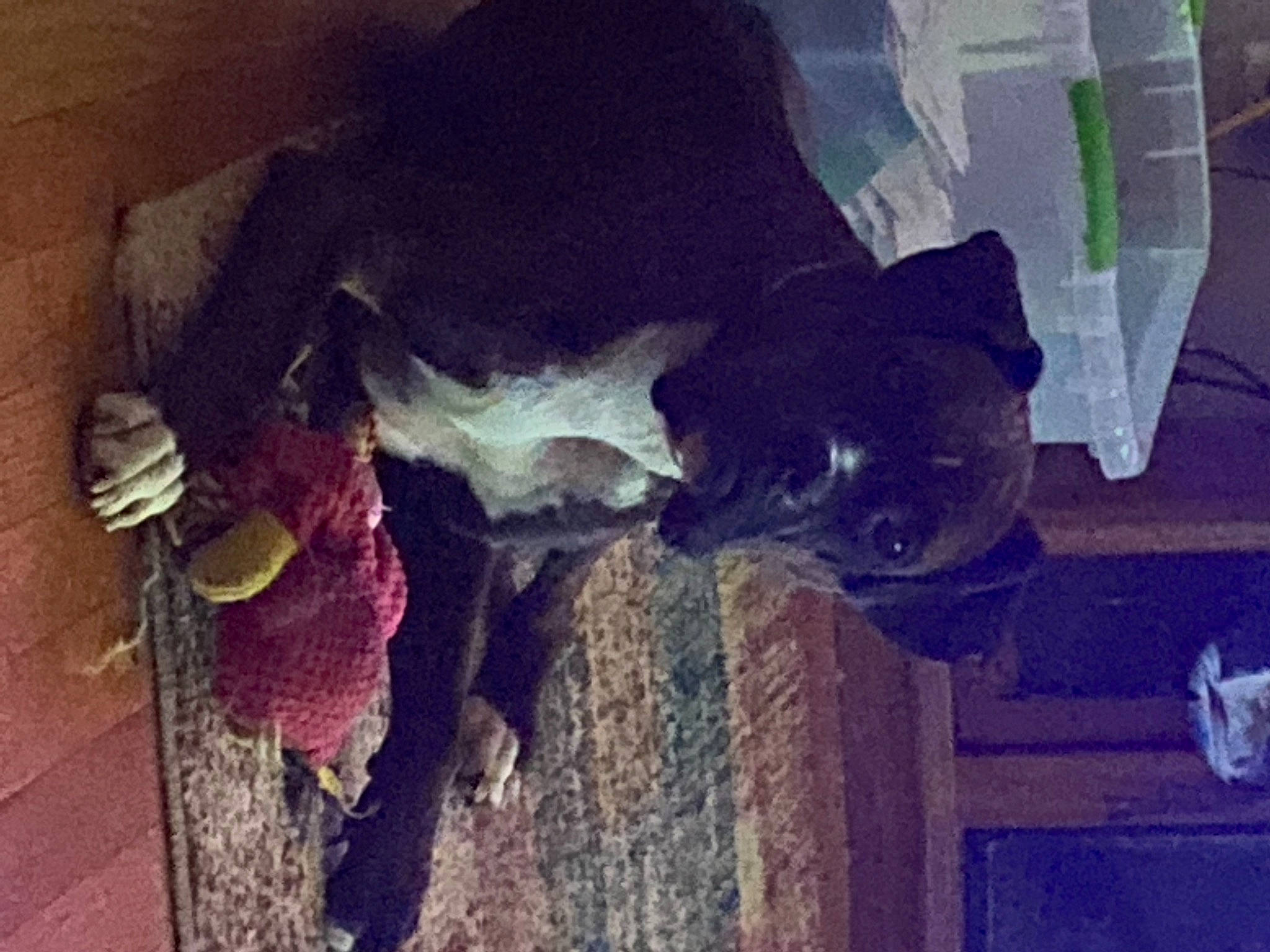 Buck joined the competition — help win amazing prizes! carnivore, cloud, companion_dog, dog, dog_breed, door, fawn, felidae, fur, magenta, pet_supply, purple, sky, small_to_medium_sized_cats, sporting_group, tail, tints_and_shades, visual_arts, wood, working_animal