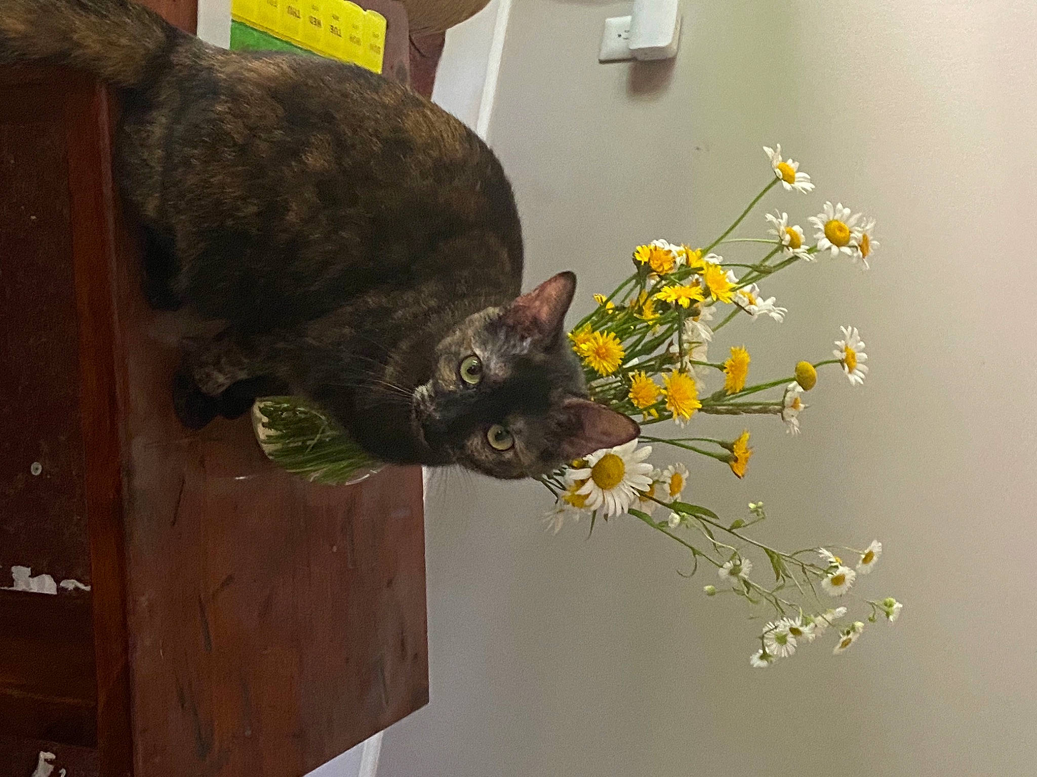 Miss May joined the competition — help win amazing prizes! artificial_flower, black_cat, carnivore, cat, domestic_short_haired_cat, felidae, flower, flower_arranging, flowerpot, fur, houseplant, petal, plant, room, small_to_medium_sized_cats, tail, twig, whiskers, wood
