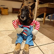 Roxy participe au concours pour gagner de l'argent avec cette photo : dog, german_shepherd, costume, clothing, indoor, tile_floor, pet, animal, cute, funny, sitting, home, living_room, decor, furniture, paws, canine, portrait, domestic, mammal