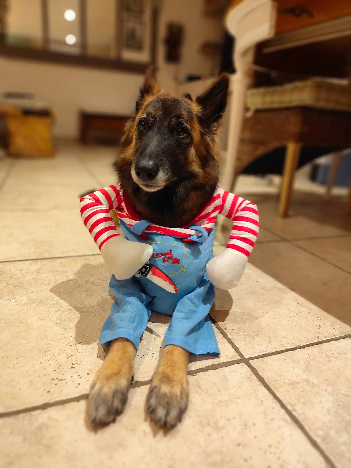 Roxy participe au concours pour gagner de l'argent avec cette photo : dog, german_shepherd, costume, clothing, indoor, tile_floor, pet, animal, cute, funny, sitting, home, living_room, decor, furniture, paws, canine, portrait, domestic, mammal