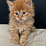 adorable, animal, blue_eyes, closeup, cute, domestic_animal, feline, fluffy, fur, indoor, kitten, mammal, orange_cat, pet, portrait, resting, sitting, soft, whiskers, young