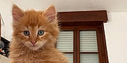Millo participe au concours pour gagner de l'argent avec cette photo : animal_portrait, blue_eyes, closeup, curious, cute, domestic_animal, ears, feline, fluffy, fur, indoor, kitten, orange_cat, person, pet, shoulder, skin, whiskers, window, young_cat