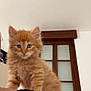 animal_portrait, blue_eyes, closeup, curious, cute, domestic_animal, ears, feline, fluffy, fur, indoor, kitten, orange_cat, person, pet, shoulder, skin, whiskers, window, young_cat