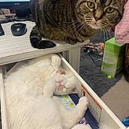 Diamond is registered to the contest to win money with this photo: animal, cat, closeup, collar, computer_monitor, cozy, curious, desk, domestic, drawer, fluffy, furniture, indoor, mouse, pet, resting, sleeping, tabby_cat, whiskers, white_cat