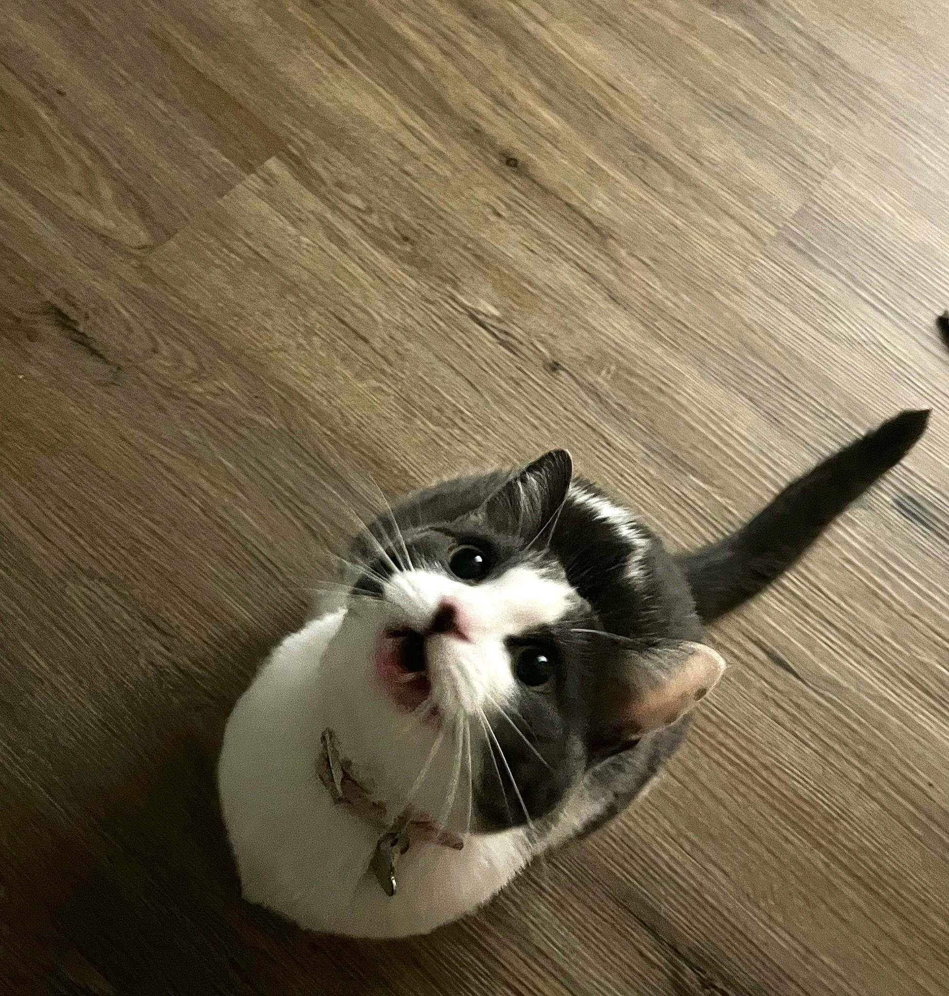 Ivy is registered to the contest to win money with this photo: carnivore, cat, domestic_short_haired_cat, felidae, floor, flooring, foot, fur, hardwood, laminate_flooring, paw, plank, plywood, small_to_medium_sized_cats, tail, varnish, whiskers, wood, wood_flooring, wood_stain