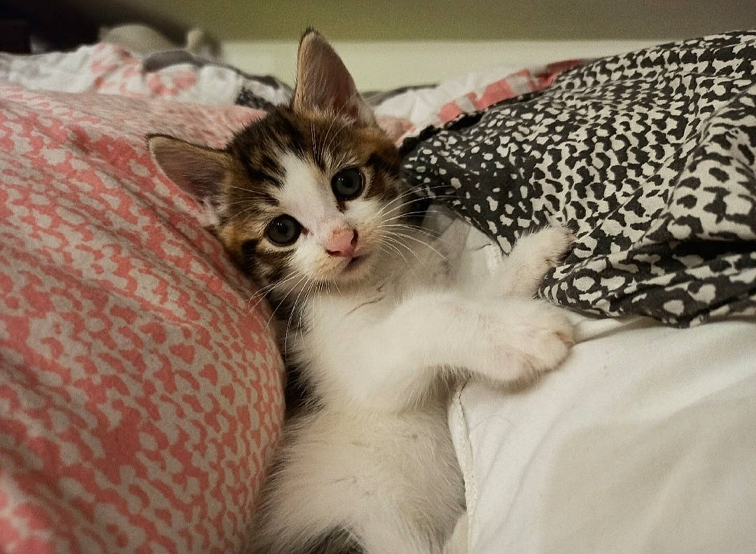 Ringo a rejoint le concours — aidez-le/la à gagner de superbes lots ! bed, bedding, carnivore, cat, cat_supply, claw, comfort, domestic_short_haired_cat, fawn, felidae, fur, linens, mammal, pattern, paw, small_to_medium_sized_cats, snout, whiskers