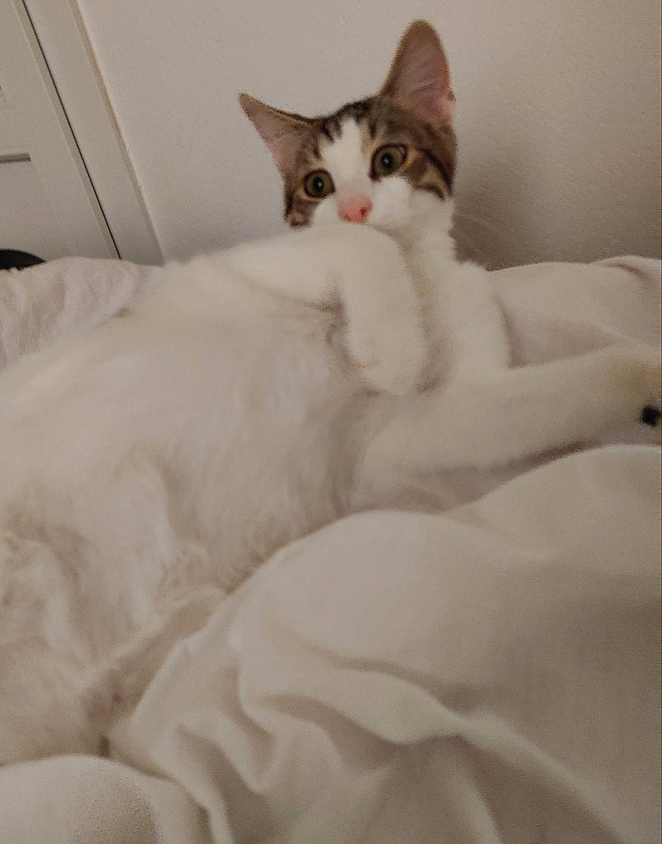 Ringo a rejoint le concours — aidez-le/la à gagner de superbes lots ! bed, bed_sheet, bedding, carnivore, cat, claw, comfort, domestic_short_haired_cat, felidae, foot, fur, linens, nap, paw, room, sitting, small_to_medium_sized_cats, snout, tail, whiskers