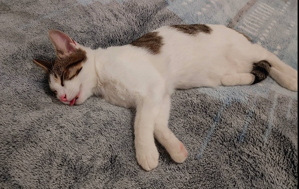 Ringo a rejoint le concours — aidez-le/la à gagner de superbes lots ! carnivore, cat, claw, comfort, domestic_short_haired_cat, eye, fawn, felidae, fur, grass, head, leg, nap, paw, small_to_medium_sized_cats, snout, tail, terrestrial_animal, whiskers