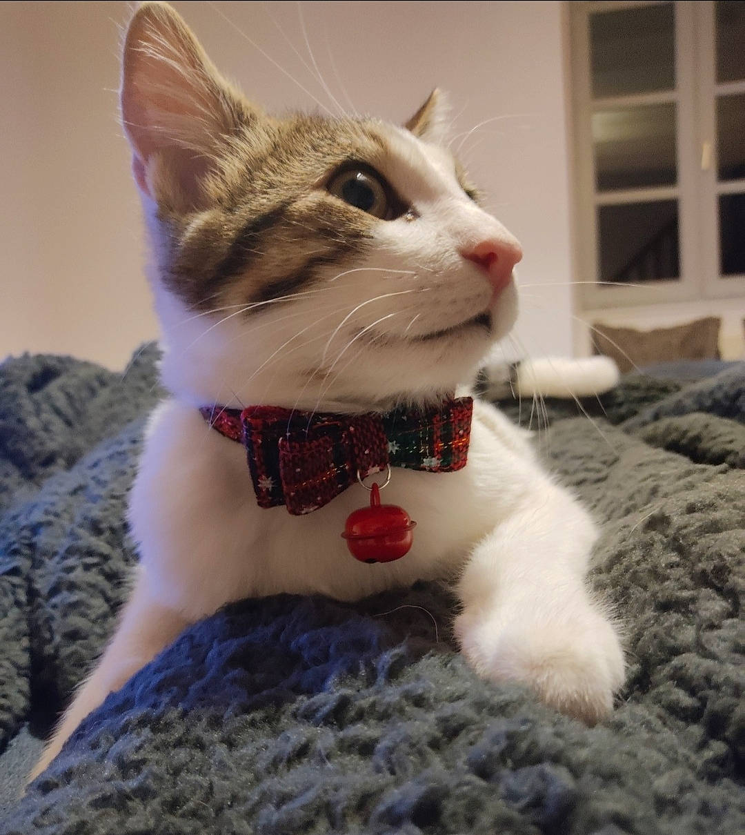 Ringo participe au concours pour gagner de l'argent avec cette photo : carnivore, cat, cat_supply, collar, domestic_short_haired_cat, fawn, felidae, fur, mammal, moustache, paw, pet_supply, small_to_medium_sized_cats, snout, tail, terrestrial_animal, tree, vertebrate, whiskers, window