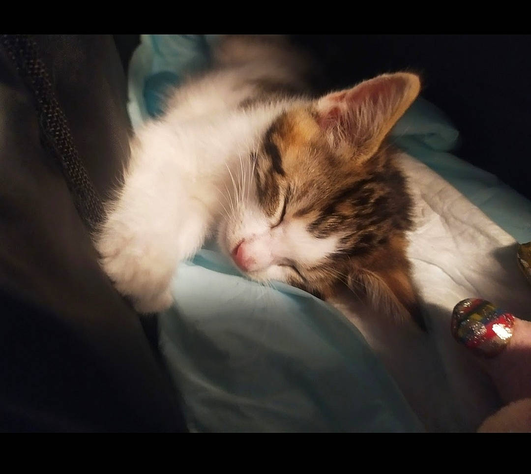 Ringo a rejoint le concours — aidez-le/la à gagner de superbes lots ! carnivore, cat, cloud, comfort, darkness, domestic_short_haired_cat, ear, felidae, fur, gesture, meteorological_phenomenon, paw, photo_caption, plant, sky, small_to_medium_sized_cats, snout, tail, watch, whiskers