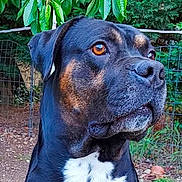 Lénnox participe au concours pour gagner de l'argent avec cette photo : dog, black_dog, tan_markings, white_chest, outdoor, garden, green_leaves, fence, pet, animal, canine, portrait, nature, tree, bark, eyes, fur, watchful, alert, background