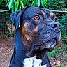 dog, black_dog, tan_markings, white_chest, outdoor, garden, green_leaves, fence, pet, animal, canine, portrait, nature, tree, bark, eyes, fur, watchful, alert, background