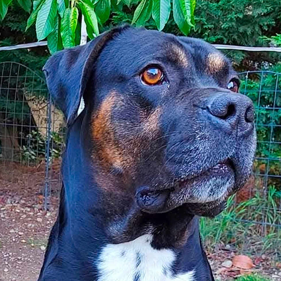 Lénnox participe au concours pour gagner de l'argent avec cette photo : dog, black_dog, tan_markings, white_chest, outdoor, garden, green_leaves, fence, pet, animal, canine, portrait, nature, tree, bark, eyes, fur, watchful, alert, background