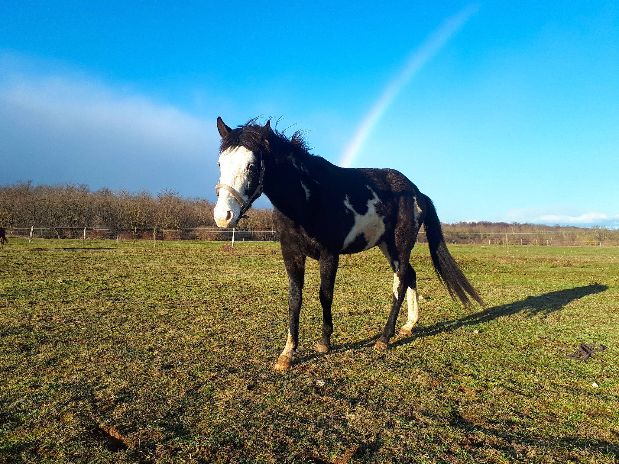 Happy Blue participe au concours pour gagner de l'argent avec cette photo : cloud, colt, ecoregion, field, foal, grass, grassland, horse, livestock, mammal, mane, mare, mountain, mustang_horse, pasture, ranch, rural_area, sky, stallion, vertebrate