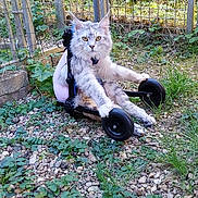 Aglaë participe au concours pour gagner de l'argent avec cette photo : cat, gray_cat, animal, pet, wheeled_cart, outdoor, garden, gravel, greenery, fence, plant, relaxed, sitting, fur, cute, nature, daylight, striking_eyes, quaint, casual