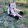 cat, gray_cat, animal, pet, wheeled_cart, outdoor, garden, gravel, greenery, fence, plant, relaxed, sitting, fur, cute, nature, daylight, striking_eyes, quaint, casual