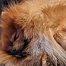 animal, brown, close_up, cozy, curled_up, dog, ear, furry, indoors, muzzle, nap, paws, pet, portrait, relaxed, resting, sleeping, soft, tan_fur, whiskers