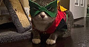 Lincoln joined the competition — help win amazing prizes! animal, cat, colorful, costume, crouching, door, ears, feline, floor, fur, home, indoor, mask, pet, plastic_bag, ready_to_pounce, scratching_post, superhero, whiskers, wooden_floor