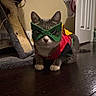 animal, cat, colorful, costume, crouching, door, ears, feline, floor, fur, home, indoor, mask, pet, plastic_bag, ready_to_pounce, scratching_post, superhero, whiskers, wooden_floor