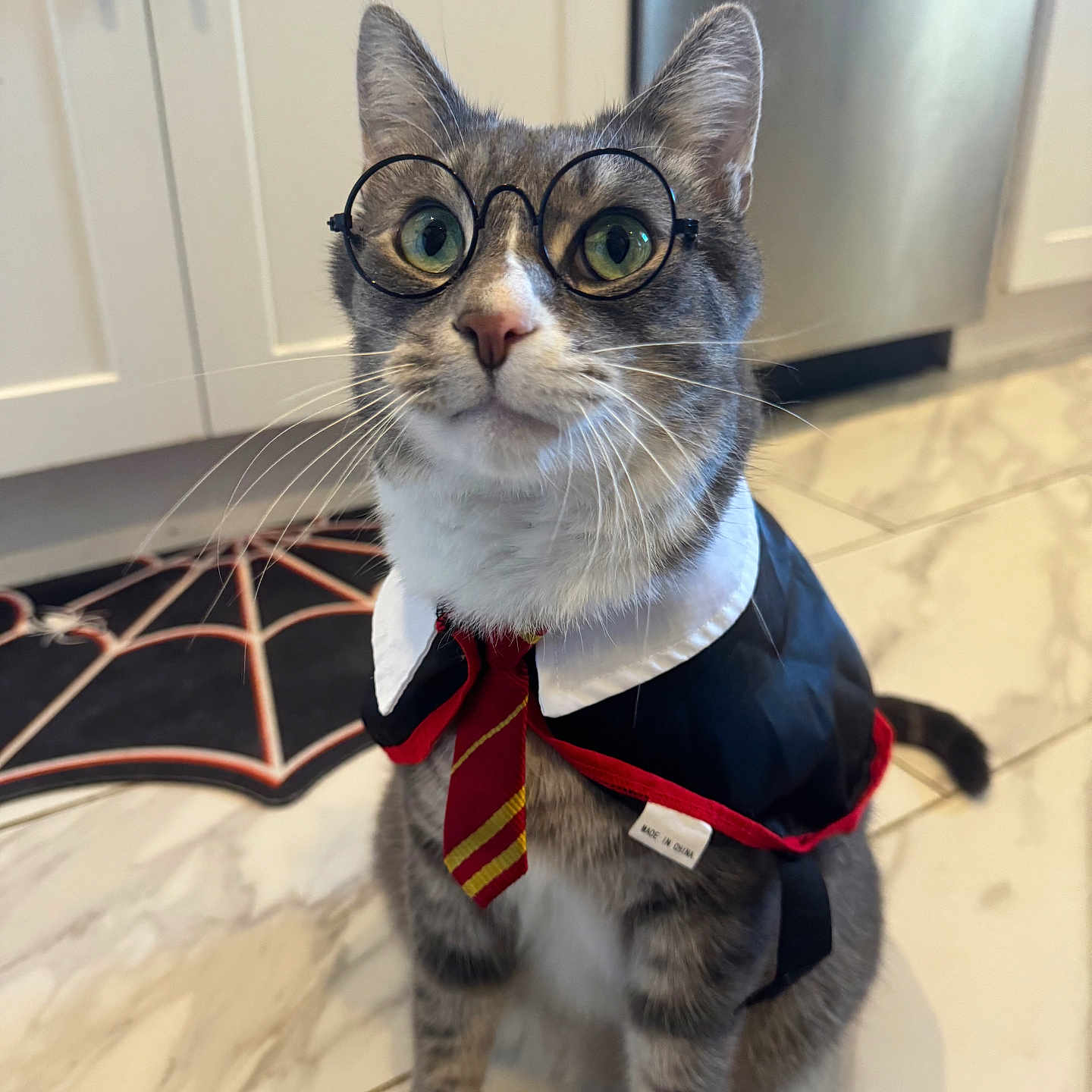 Lincoln joined the competition — help win amazing prizes! animal, cape, cat, costume, cute, domestic, dress_up, ears, floor, funny, glasses, gray_tabby, green_eyes, indoor, pet, spiderweb_mat, tie, tile, whiskers, white_paws
