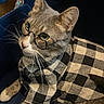 Lincoln is registered to the contest to win money with this photo: animal, cat, checkered_clothing, closeup, costume, cute, domestic_animal, ears, eyes, fashion, feline, glasses, gray_cat, indoor, mammal, pet, portrait, sitting, soft_lighting, whiskers