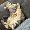 Lincoln is registered to the contest to win money with this photo: animal, cat, comfort, couch, cozy, cute, feline, fur, gray, home, indoor, paw, pet, relaxed, resting, sleeping, tabby, tail, whiskers, white