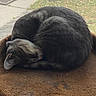 animal, brown, cat, cozy, curled_up, domestic, feline, fur, garden, indoor, nap, peaceful, perch, pet, quiet, resting, screen, sidewalk, sleeping, window