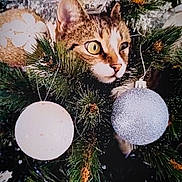 Agapi a rejoint le concours — aidez-le/la à gagner de superbes lots ! animal, branches, cat, celebration, christmas_tree, closeup, curious, cute, decorations, eyes, feline, festive, greenery, holiday, indoor, nature, ornaments, pet, pine_needles, whiskers