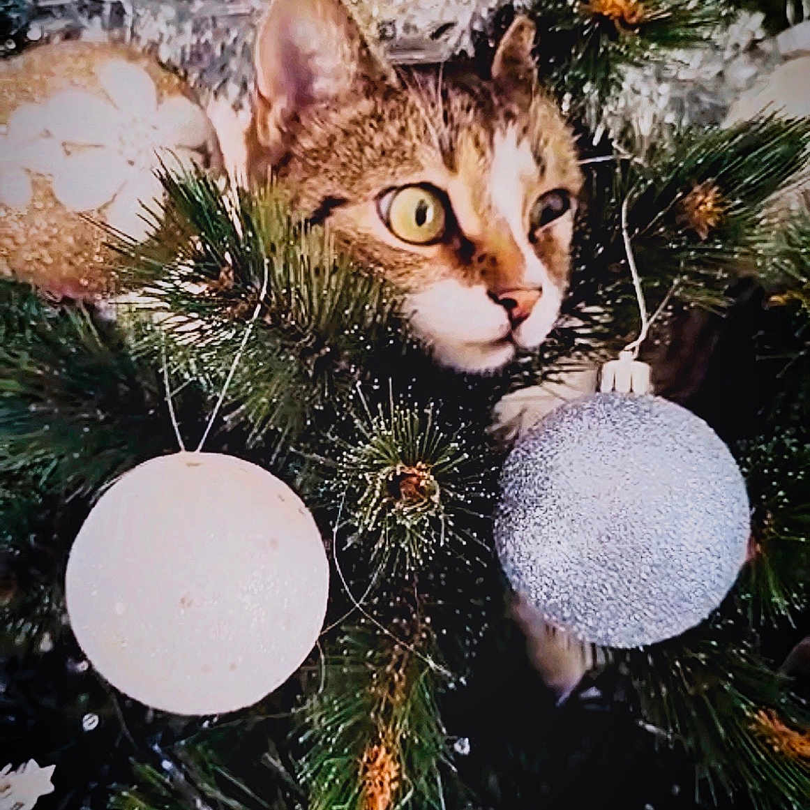 Agapi a rejoint le concours — aidez-le/la à gagner de superbes lots ! animal, branches, cat, celebration, christmas_tree, closeup, curious, cute, decorations, eyes, feline, festive, greenery, holiday, indoor, nature, ornaments, pet, pine_needles, whiskers