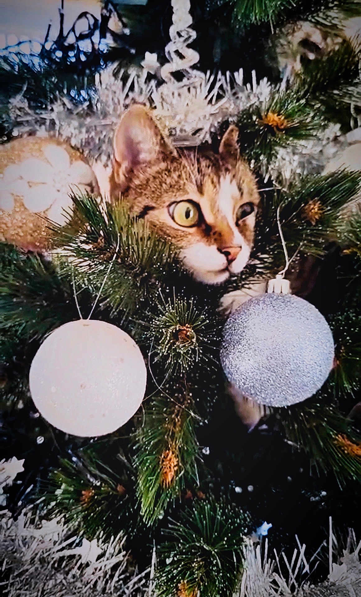 Agapi a rejoint le concours — aidez-le/la à gagner de superbes lots ! animal, branches, cat, celebration, christmas_tree, closeup, curious, cute, decorations, eyes, feline, festive, greenery, holiday, indoor, nature, ornaments, pet, pine_needles, whiskers