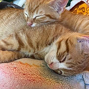 Blaze And Sunny is registered to the contest to win money with this photo: animal, blanket, cat, close_up, comfort, cozy, cute, domestic_cat, feline, fur, indoor, kitten, nap, orange_tabby, pair, pet, resting, sleeping, soft, warm