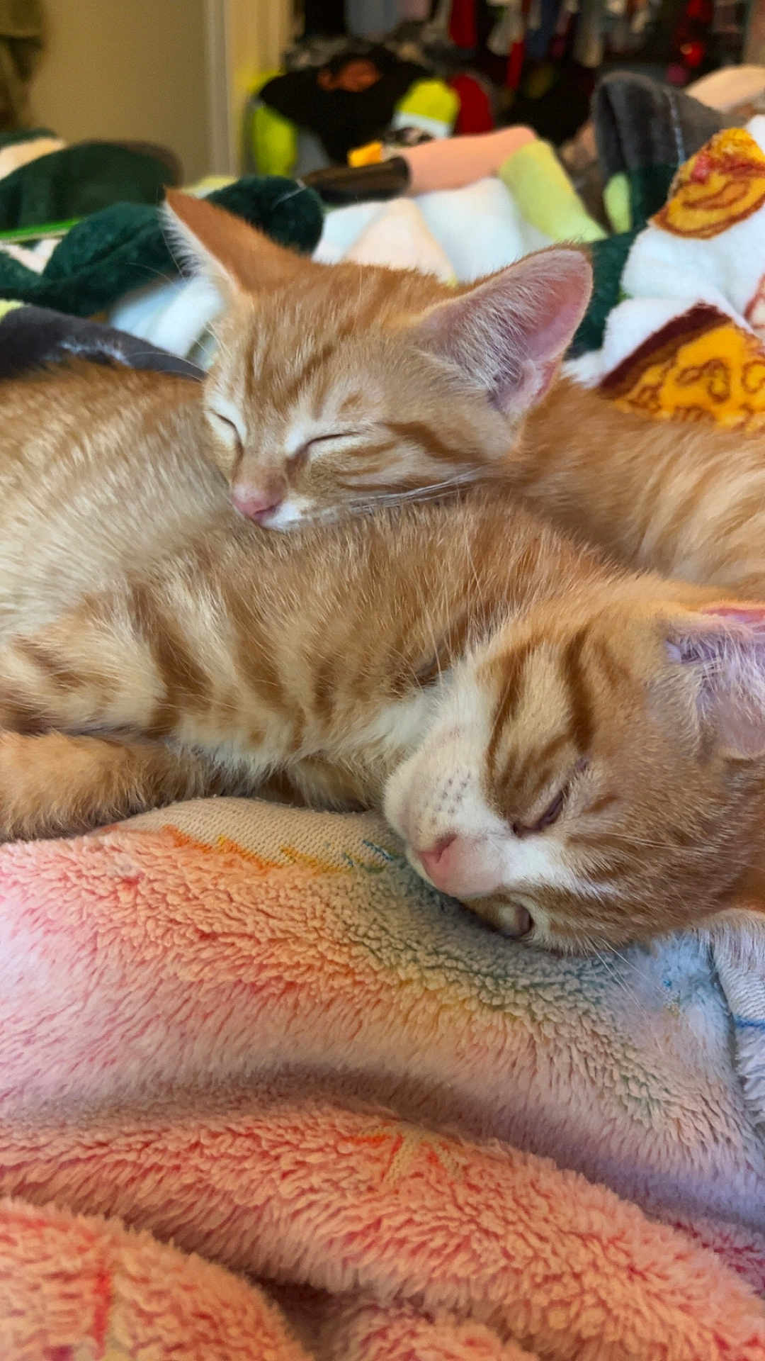 Blaze And Sunny is registered to the contest to win money with this photo: animal, blanket, cat, close_up, comfort, cozy, cute, domestic_cat, feline, fur, indoor, kitten, nap, orange_tabby, pair, pet, resting, sleeping, soft, warm