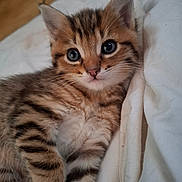 Kinaï a rejoint le concours — aidez-le/la à gagner de superbes lots ! kitten, tabby, cat, pet, young, cute, feline, fur, whiskers, eyes, animal, sleeping_area, blanket, soft, indoor, close_up, adorable, resting, mammal, companion