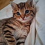 kitten, tabby, cat, pet, young, cute, feline, fur, whiskers, eyes, animal, sleeping_area, blanket, soft, indoor, close_up, adorable, resting, mammal, companion