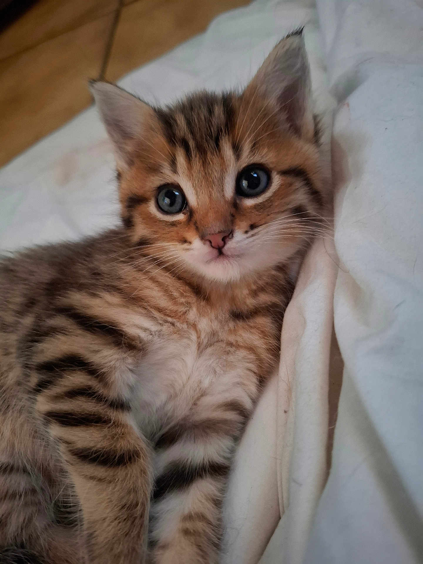 Kinaï a rejoint le concours — aidez-le/la à gagner de superbes lots ! kitten, tabby, cat, pet, young, cute, feline, fur, whiskers, eyes, animal, sleeping_area, blanket, soft, indoor, close_up, adorable, resting, mammal, companion
