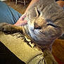 cat, gray_cat, close_up, pet, indoor, relaxed, person_hand, tshirt, wooden_floor, furniture, cozy, content, animal, whiskers, paw, face, mammal, domestic, cute, sleepy