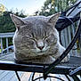 cat, gray_cat, sleeping, outdoor, chair, metal_chair, feline, pet, relaxed, nature, daylight, fur, whiskers, calm, closeup, animal, resting, porch, summer, peaceful
