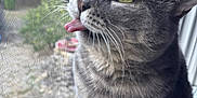 Randy is registered to the contest to win money with this photo: cat, grey_tabby, tongue_out, window, windowsill, mesh_screen, greenery, outdoor_view, pet, feline, whiskers, close_up, domestic_cat, sitting, curious, fur, indoor, daylight, portrait, cute