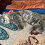 cat, gray_tabby, sleeping, bow, blanket, patterned_blanket, indoor, feline, cute, relaxed, fur, pet, cozy, resting, pillow, soft_lighting, domestic_cat, animal, whiskers, paw
